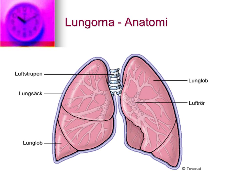 Lungorna - Anatomi