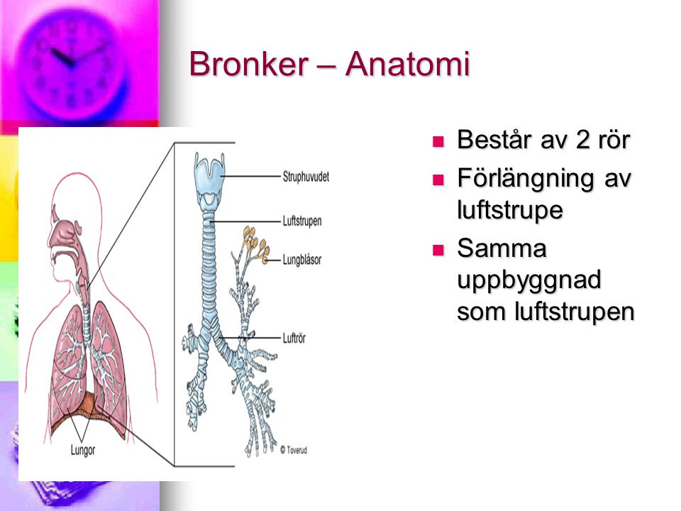 Bronker – Anatomi Består av 2 rör Förlängning av luftstrupe