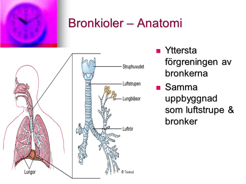 Bronkioler – Anatomi Yttersta förgreningen av bronkerna