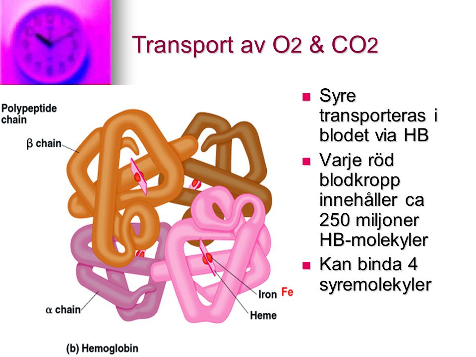Transport av O2 & CO2 Syre transporteras i blodet via HB