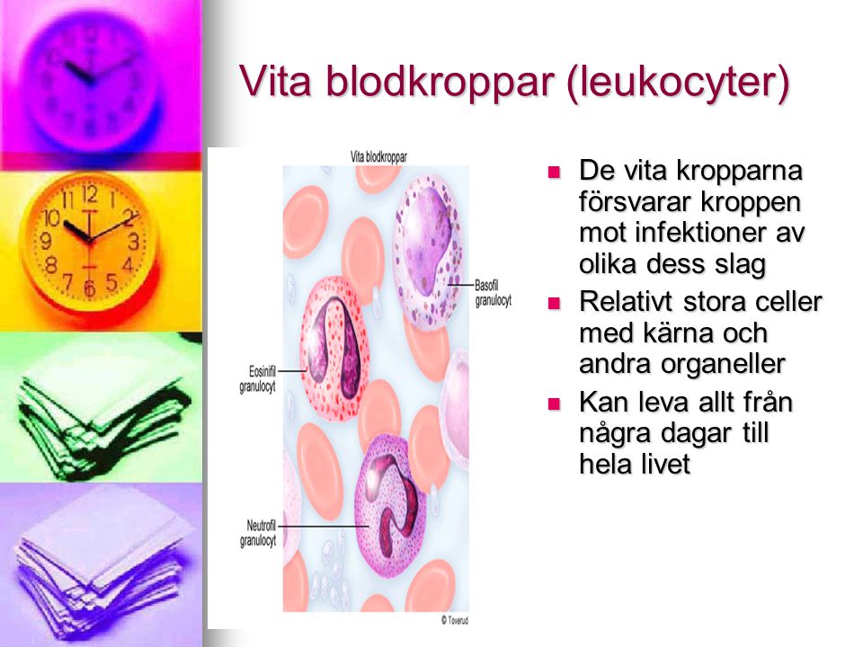 Vita blodkroppar (leukocyter)