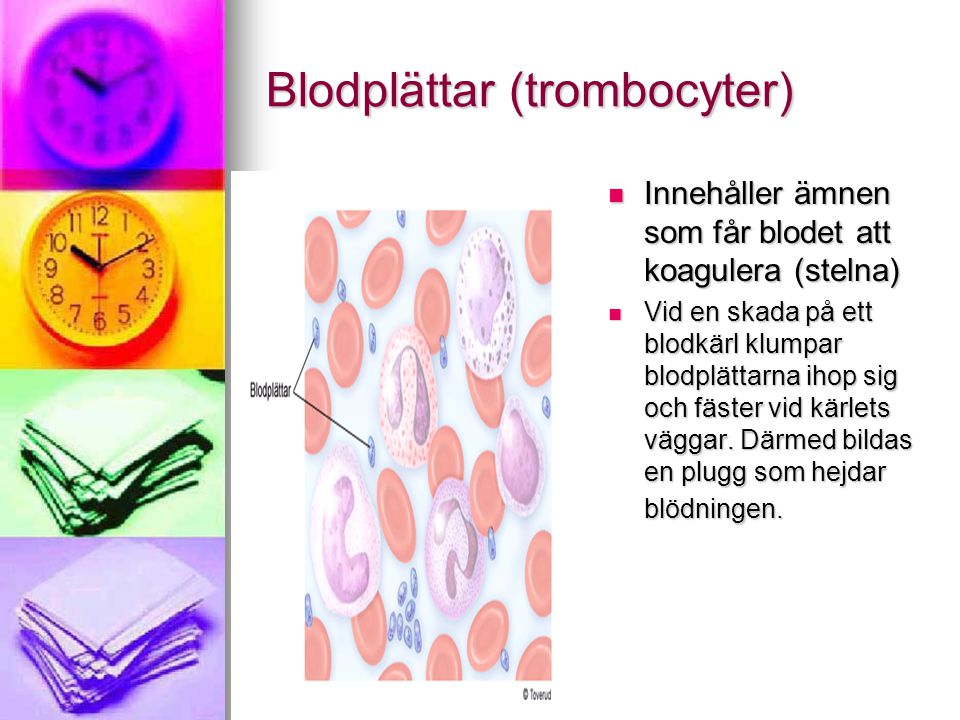 Blodplättar (trombocyter)