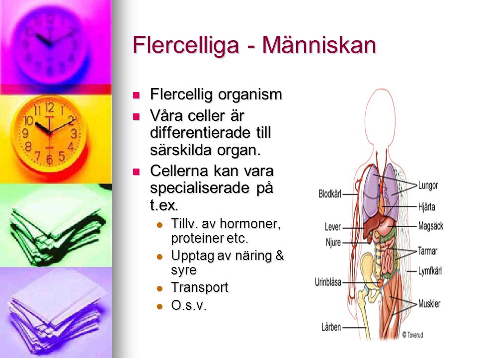 Flercelliga - Människan