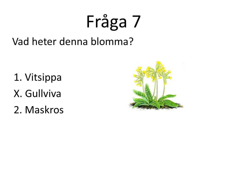Fråga 7 Vad heter denna blomma 1. Vitsippa X. Gullviva 2. Maskros