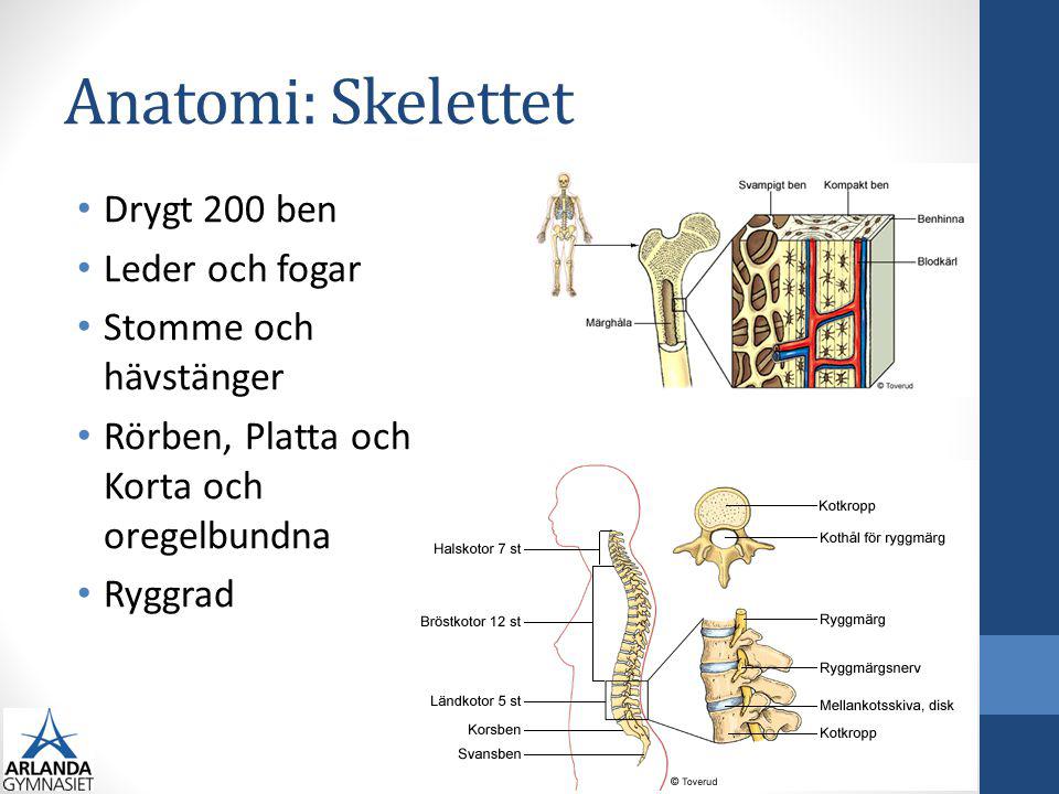 Anatomi: Skelettet Drygt 200 ben Leder och fogar Stomme och hävstänger