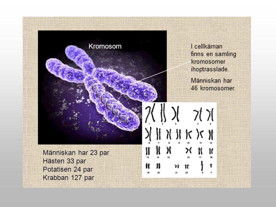 Kromosom Människan har 23 par Hästen 33 par Potatisen 24 par Krabban 127 par