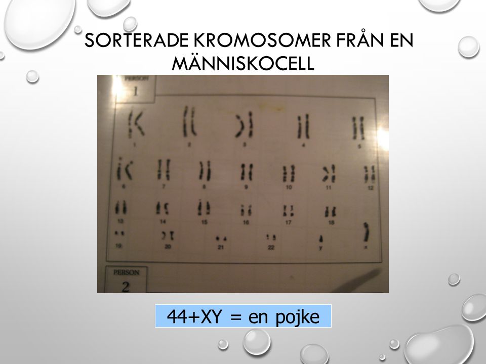 Sorterade kromosomer från en människocell