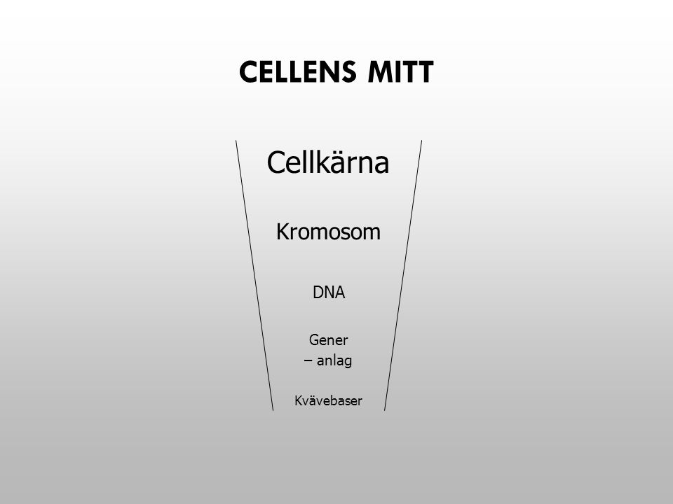 Cellens mitt Cellkärna Kromosom DNA Gener – anlag Kvävebaser