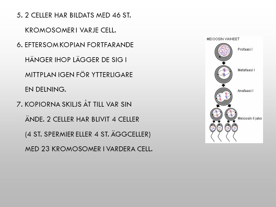 5. 2 celler har bildats med 46 st. kromosomer i varje cell. 6