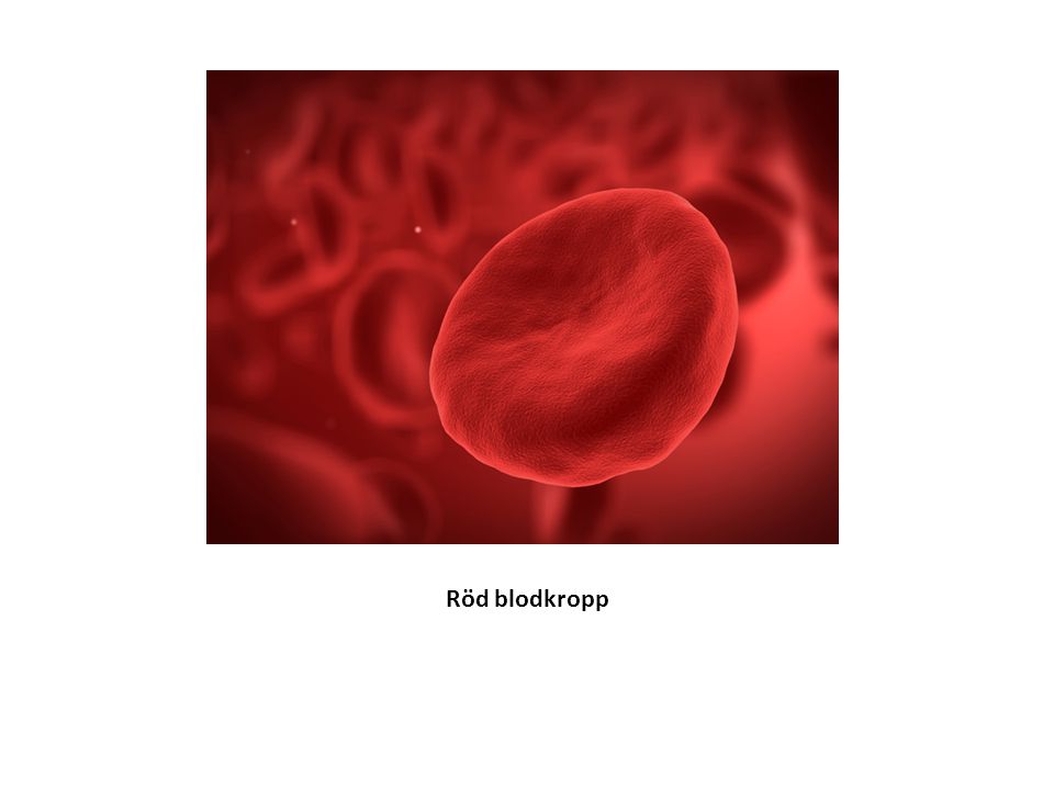 Röd blodkropp