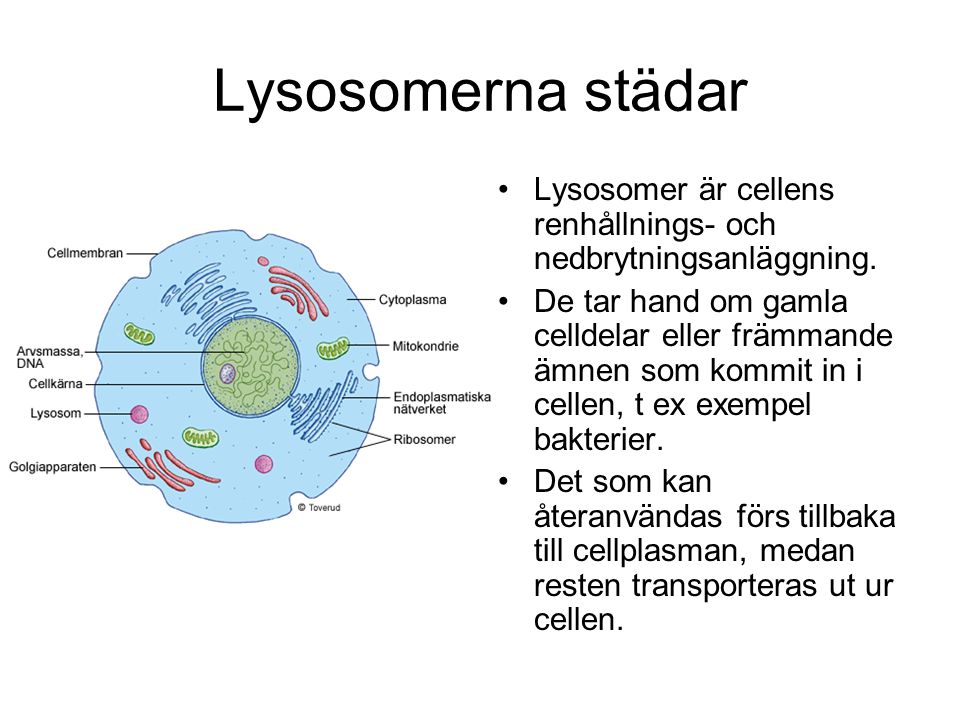 Lysosomerna städar Lysosomer är cellens renhållnings- och nedbrytningsanläggning.
