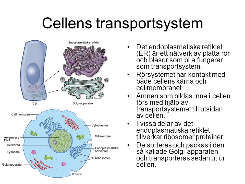 Cellens transportsystem