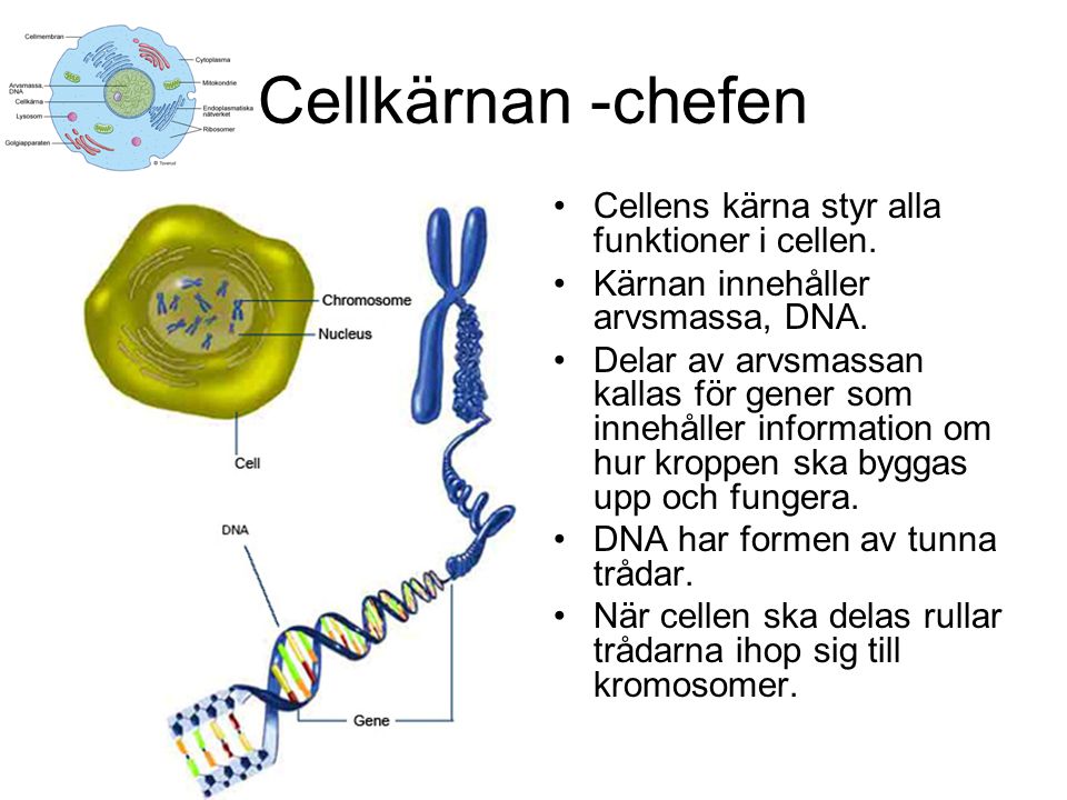 Cellkärnan -chefen Cellens kärna styr alla funktioner i cellen.