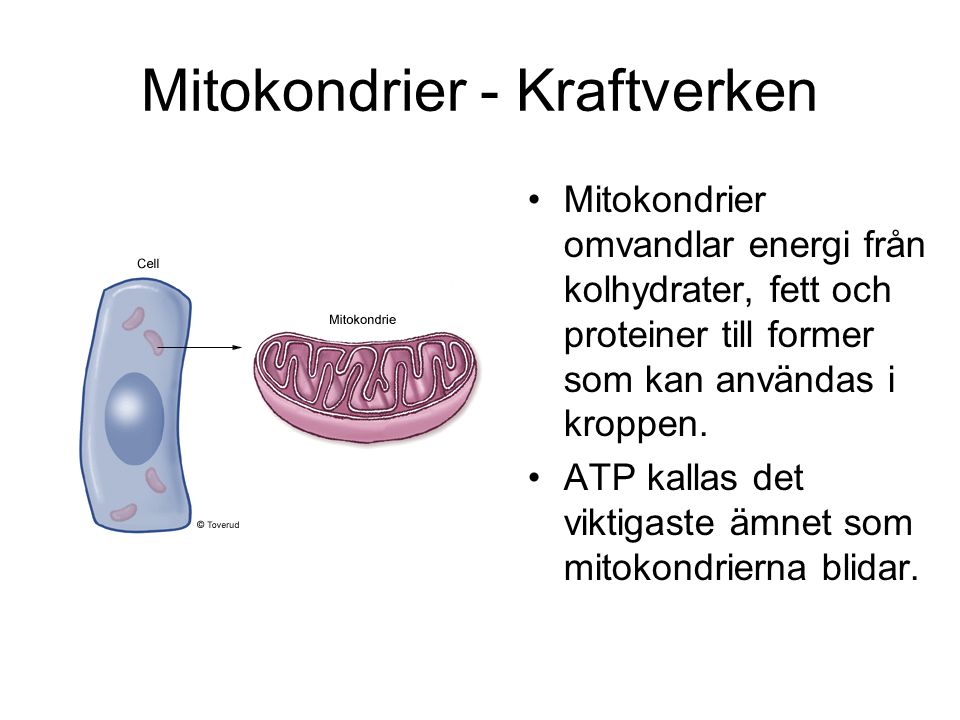 Mitokondrier - Kraftverken