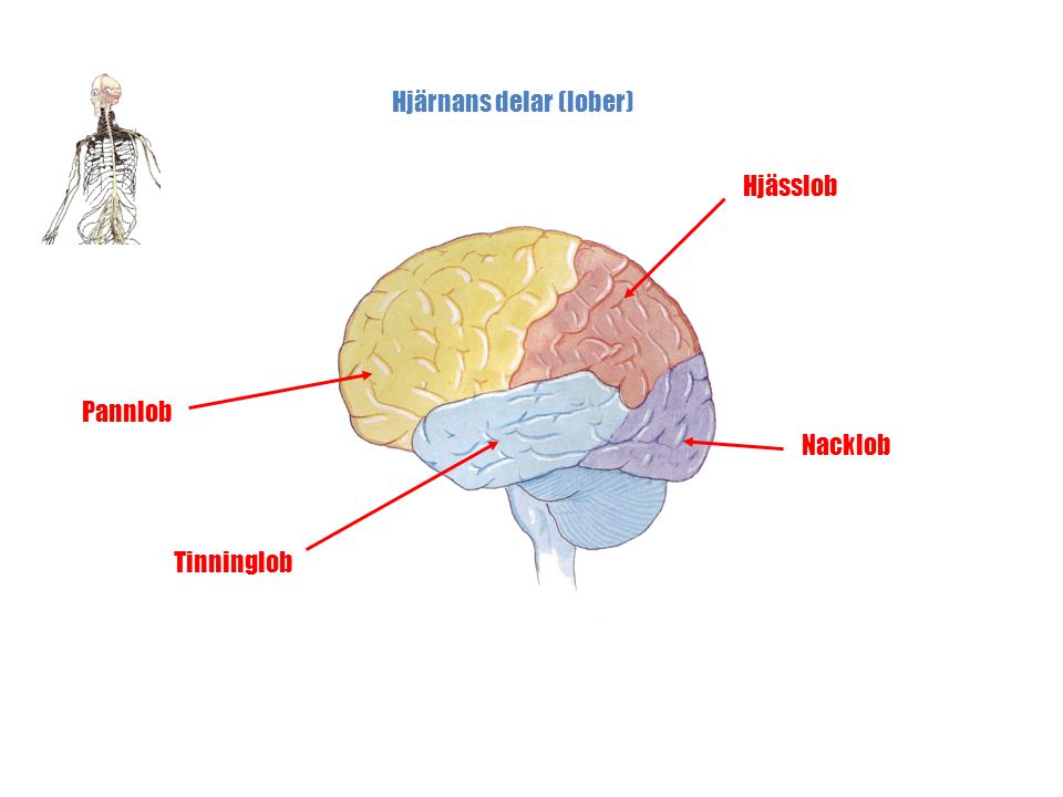 Hjärnans delar (lober)