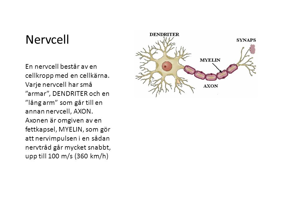 Nervcell En nervcell består av en cellkropp med en cellkärna.