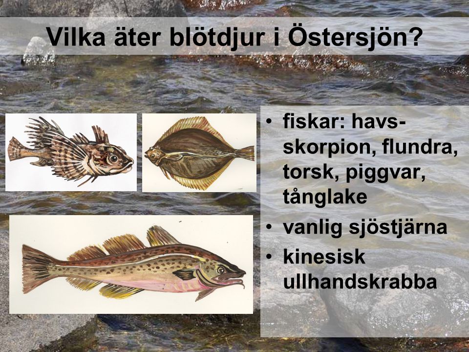 Vilka äter blötdjur i Östersjön