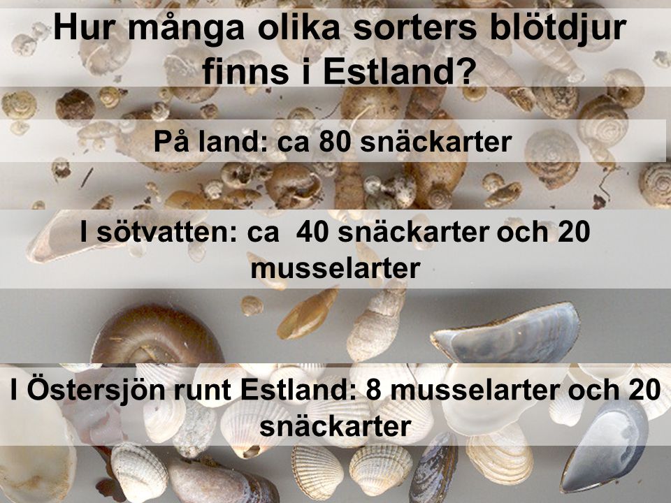 Hur många olika sorters blötdjur finns i Estland