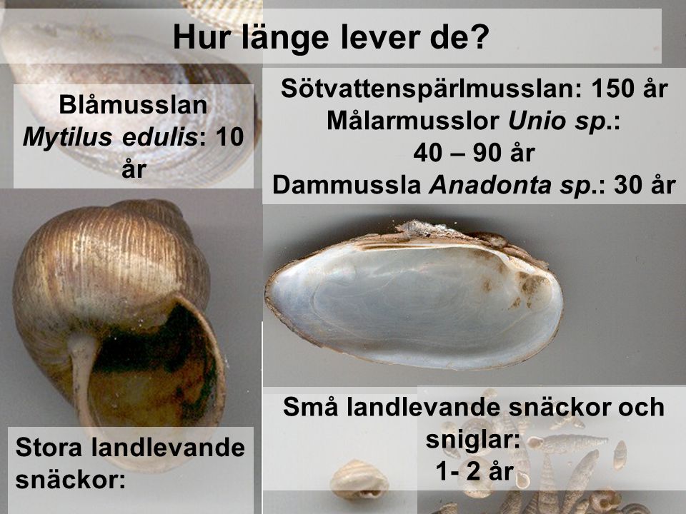 Hur länge lever de Sötvattenspärlmusslan: 150 år