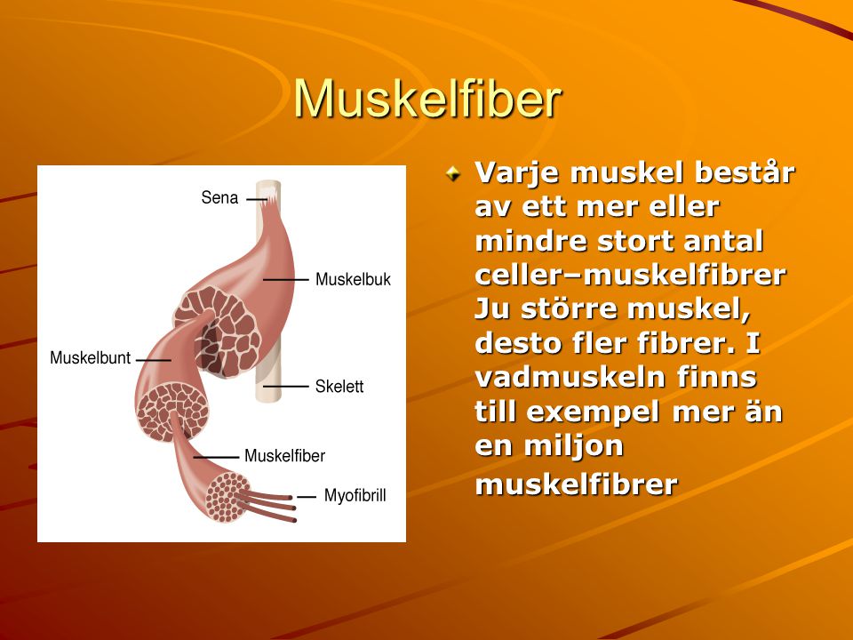 Muskelfiber