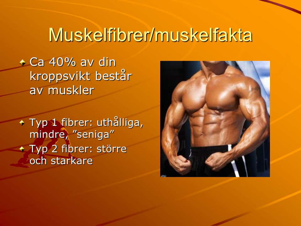 Muskelfibrer/muskelfakta