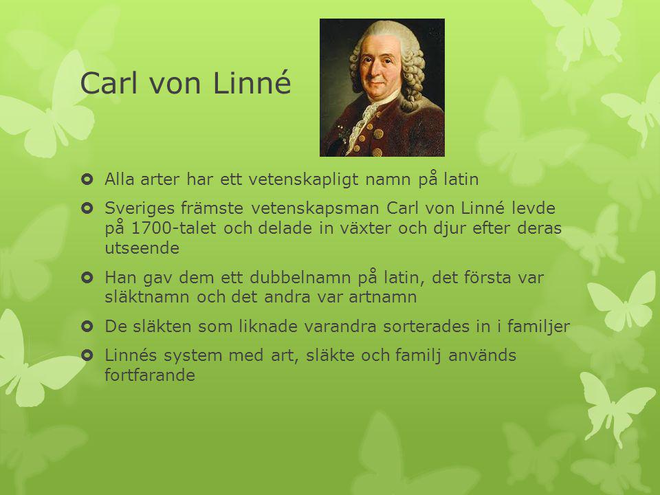 Carl von Linné Alla arter har ett vetenskapligt namn på latin