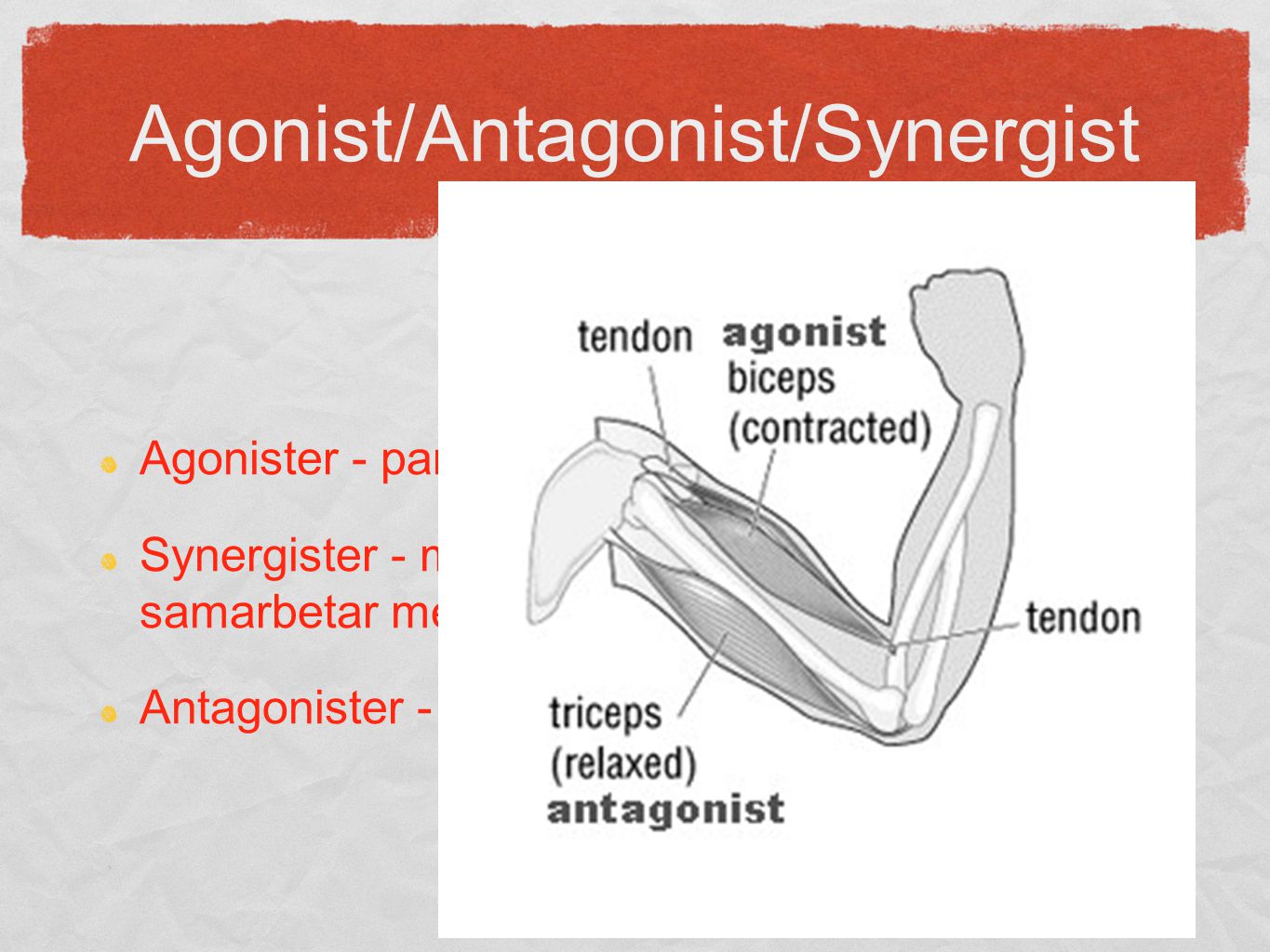 Agonist/Antagonist/Synergist