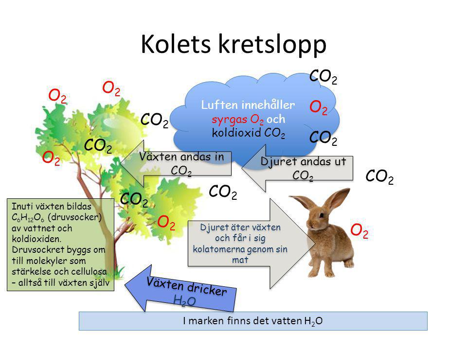 Kolets kretslopp CO2 O2 O2 O2 CO2 CO2 CO2 O2 CO2 CO2 CO2 O2 O2