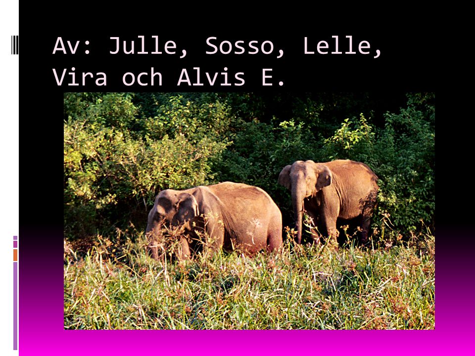 Av: Julle, Sosso, Lelle, Vira och Alvis E.