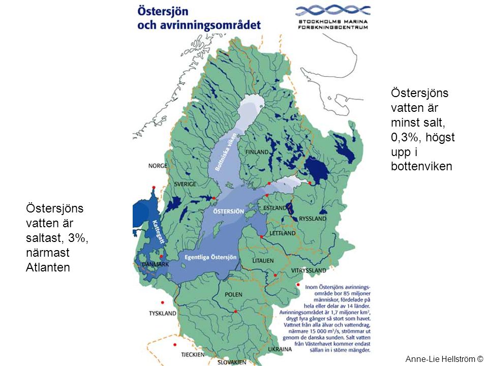 Östersjöns vatten är minst salt, 0,3%, högst upp i bottenviken
