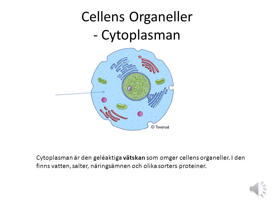 Cellens Organeller - Cytoplasman