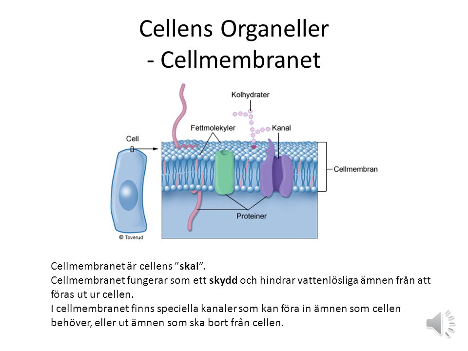 Cellens Organeller - Cellmembranet