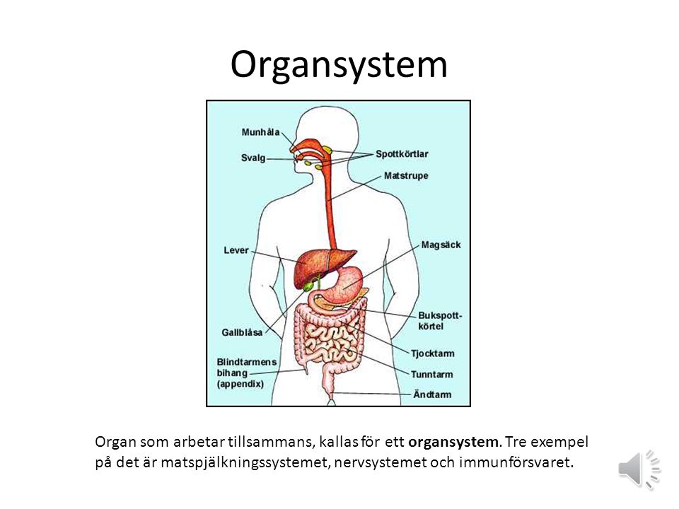 Organsystem Organ som arbetar tillsammans, kallas för ett organsystem.