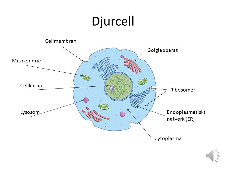 Djurcell Cellmembran Golgiapparat Mitokondrie Cellkärna Ribosomer