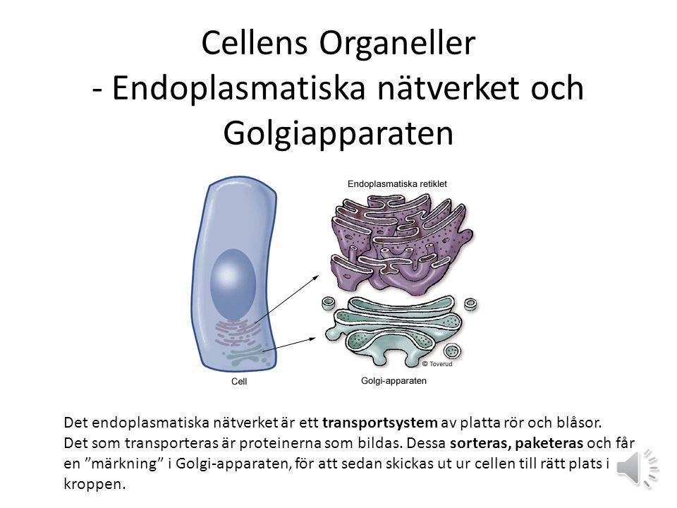 Cellens Organeller - Endoplasmatiska nätverket och Golgiapparaten