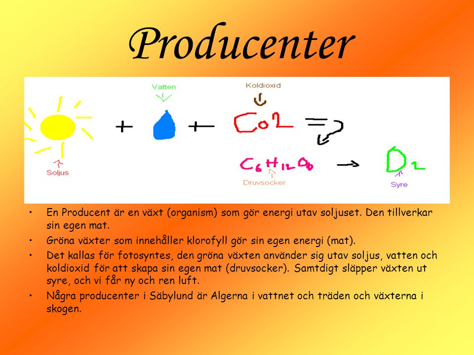 Producenter En Producent är en växt (organism) som gör energi utav soljuset. Den tillverkar sin egen mat.