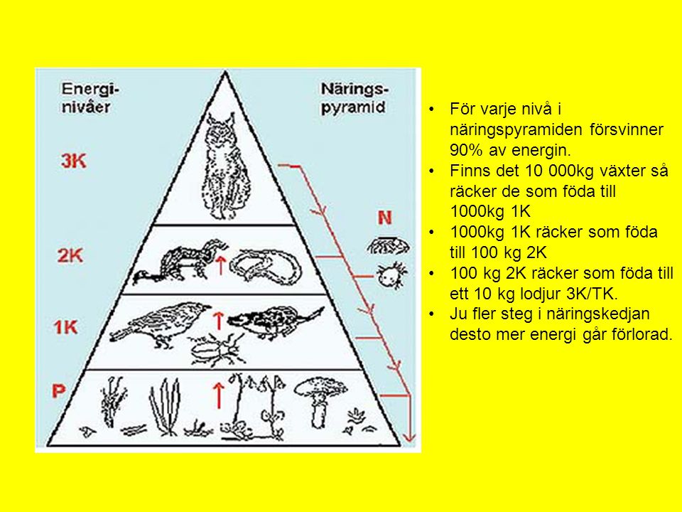 För varje nivå i näringspyramiden försvinner 90% av energin.
