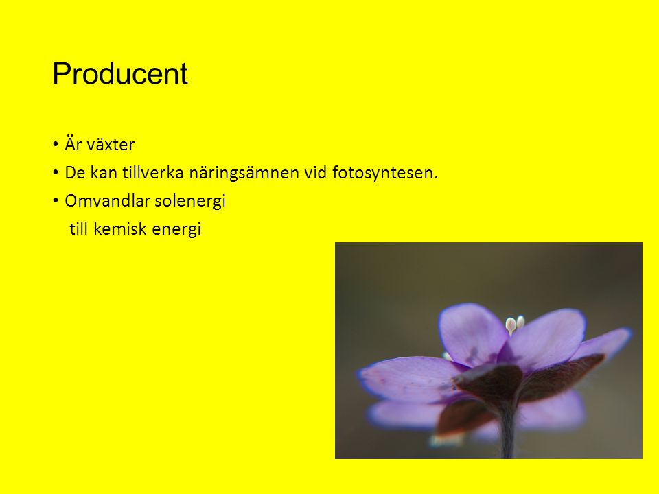 Producent Är växter De kan tillverka näringsämnen vid fotosyntesen.