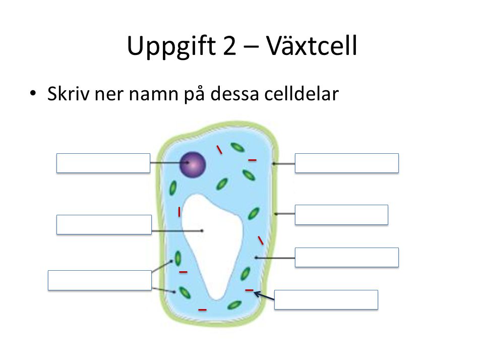 Uppgift 2 – Växtcell Skriv ner namn på dessa celldelar