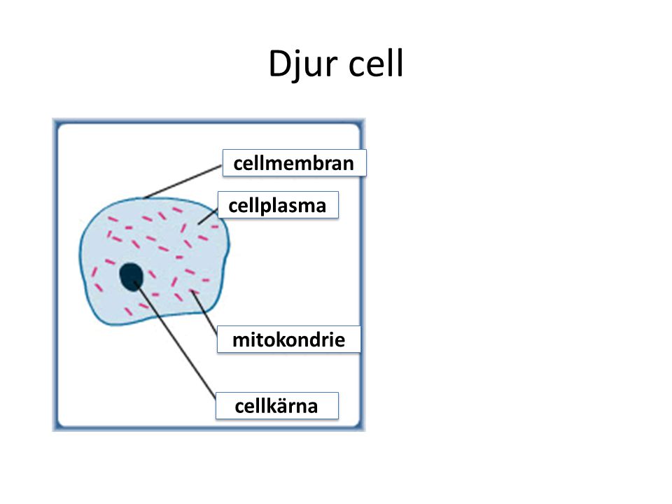 Djur cell cellmembran cellplasma mitokondrie cellkärna