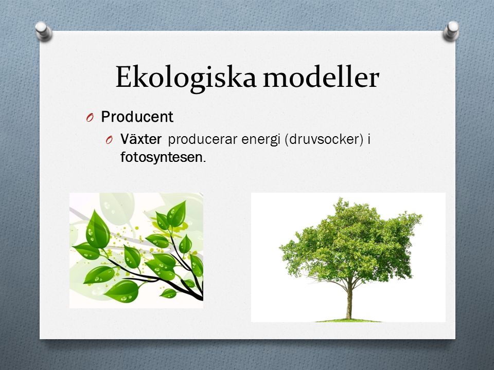Ekologiska modeller Producent