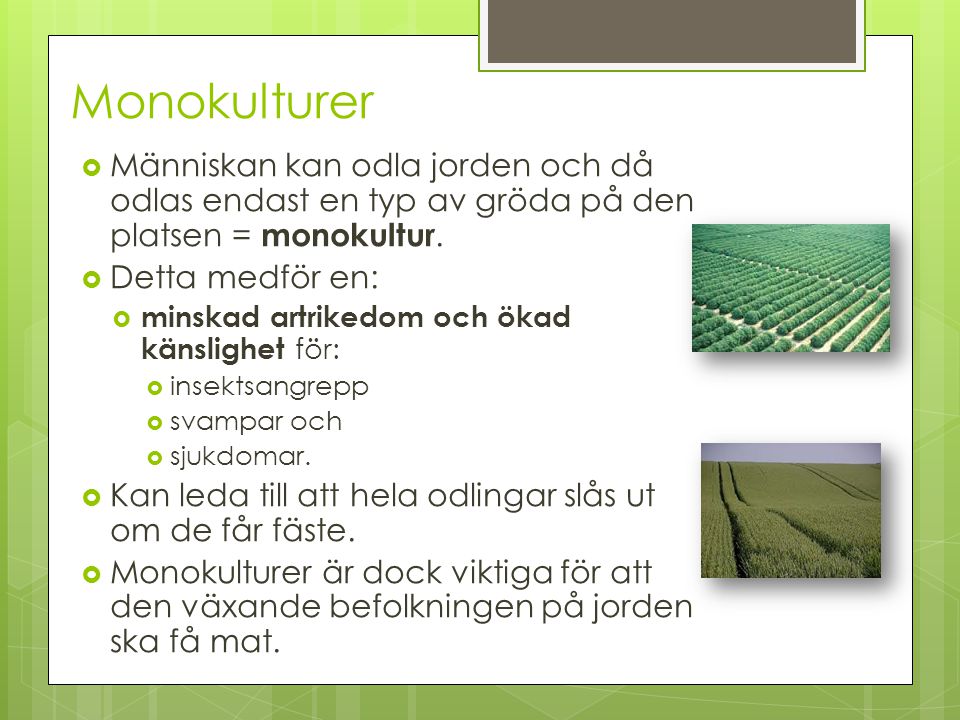 Monokulturer Människan kan odla jorden och då odlas endast en typ av gröda på den platsen = monokultur.