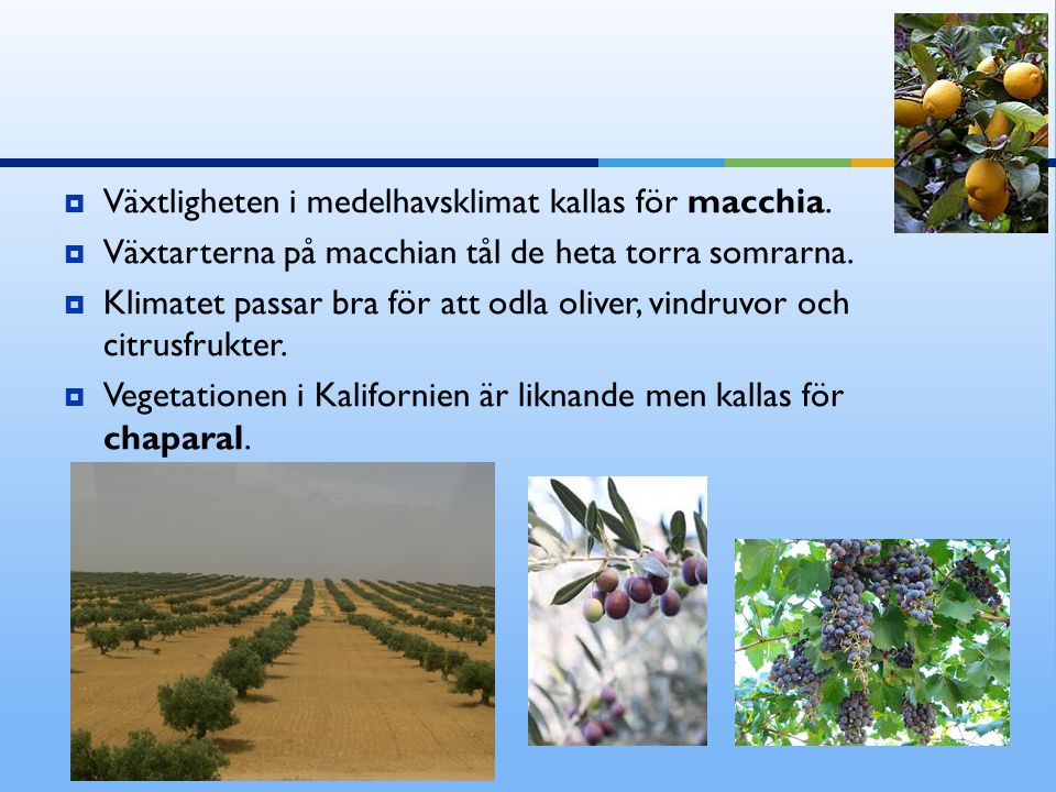 Växtligheten i medelhavsklimat kallas för macchia.