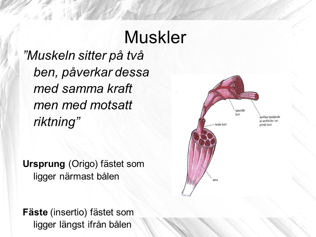 Muskler Muskeln sitter på två ben, påverkar dessa med samma kraft men med motsatt riktning Ursprung (Origo) fästet som ligger närmast bålen.