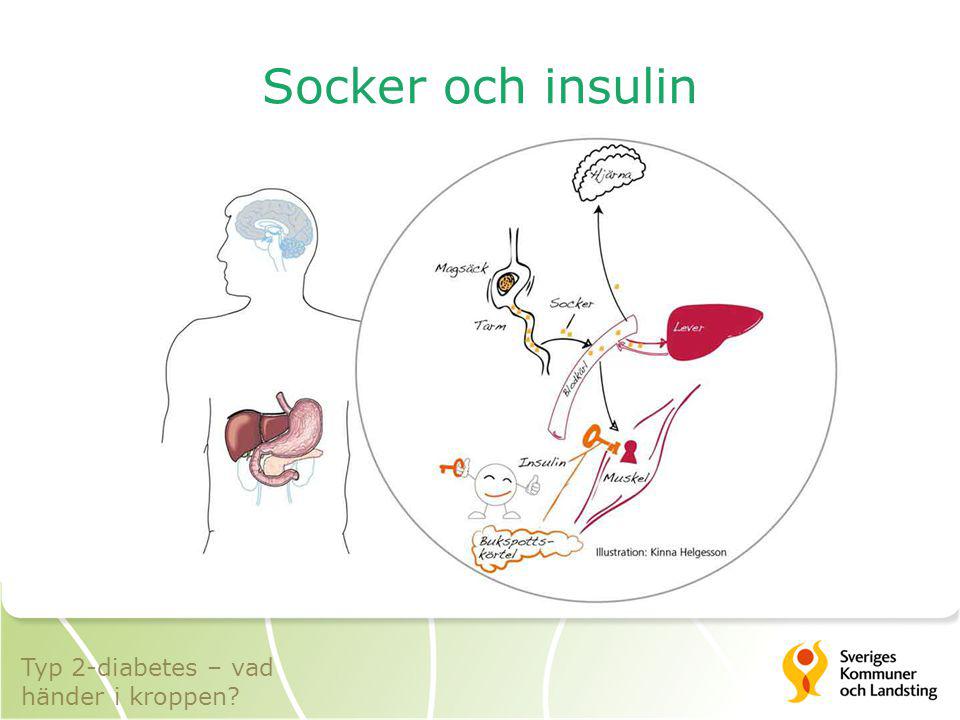 Socker och insulin Typ 2-diabetes – vad händer i kroppen