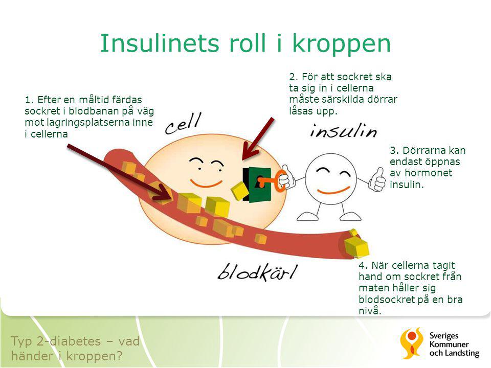 Insulinets roll i kroppen
