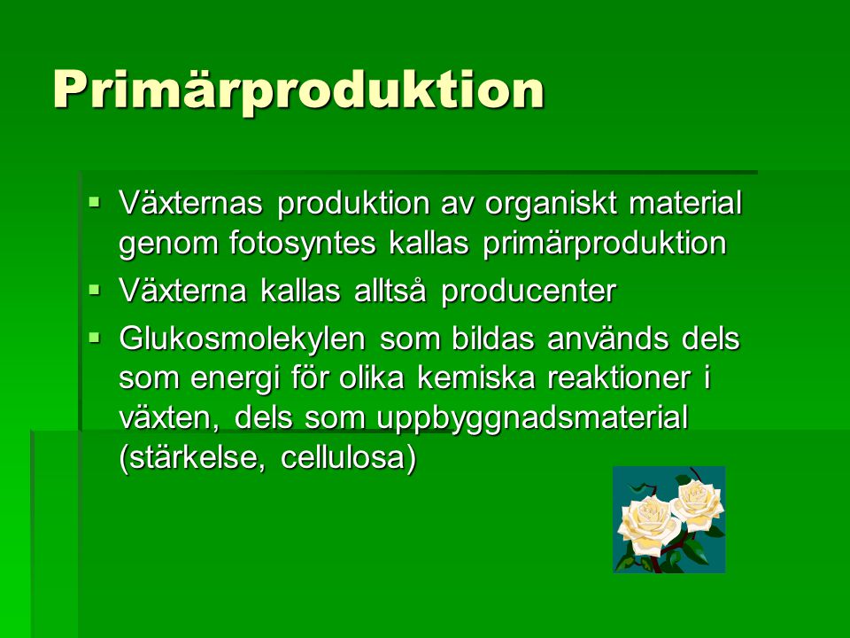 Primärproduktion Växternas produktion av organiskt material genom fotosyntes kallas primärproduktion.