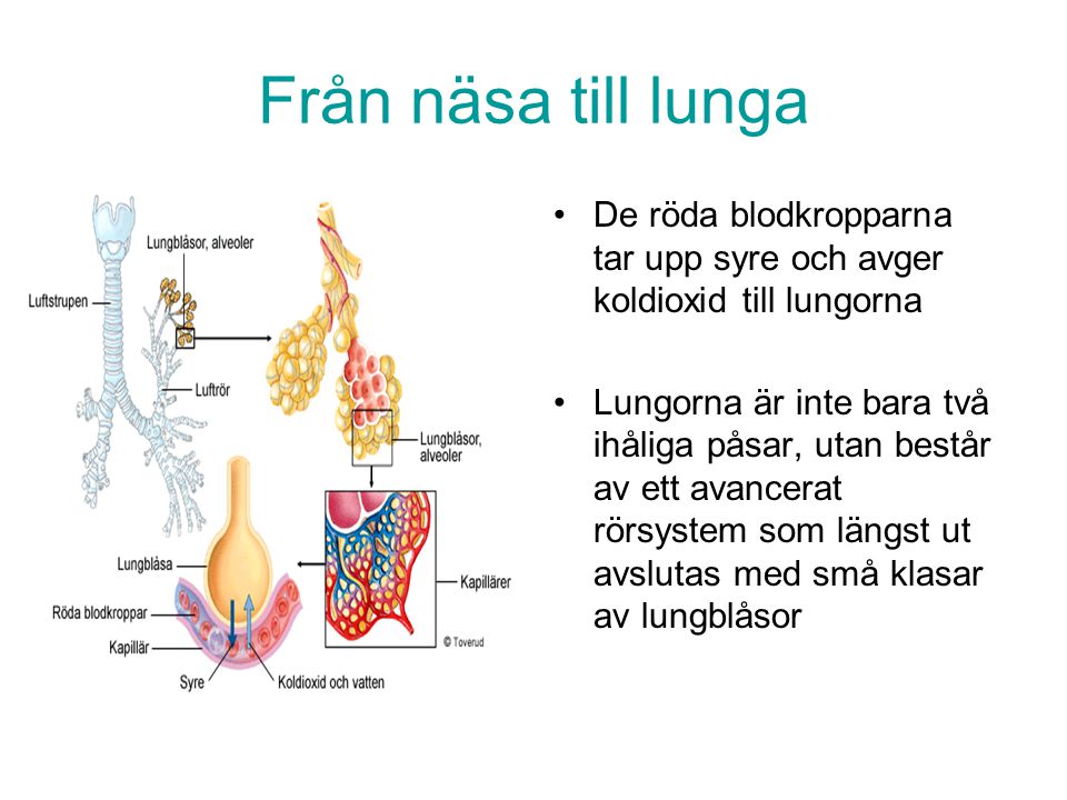 Från näsa till lunga De röda blodkropparna tar upp syre och avger koldioxid till lungorna.