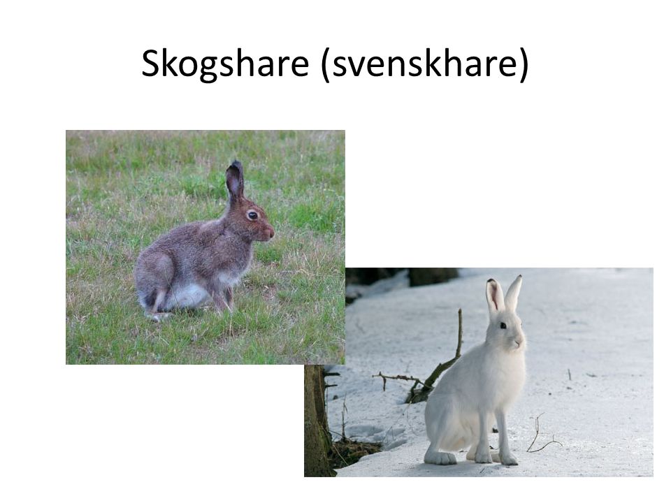 Skogshare (svenskhare)