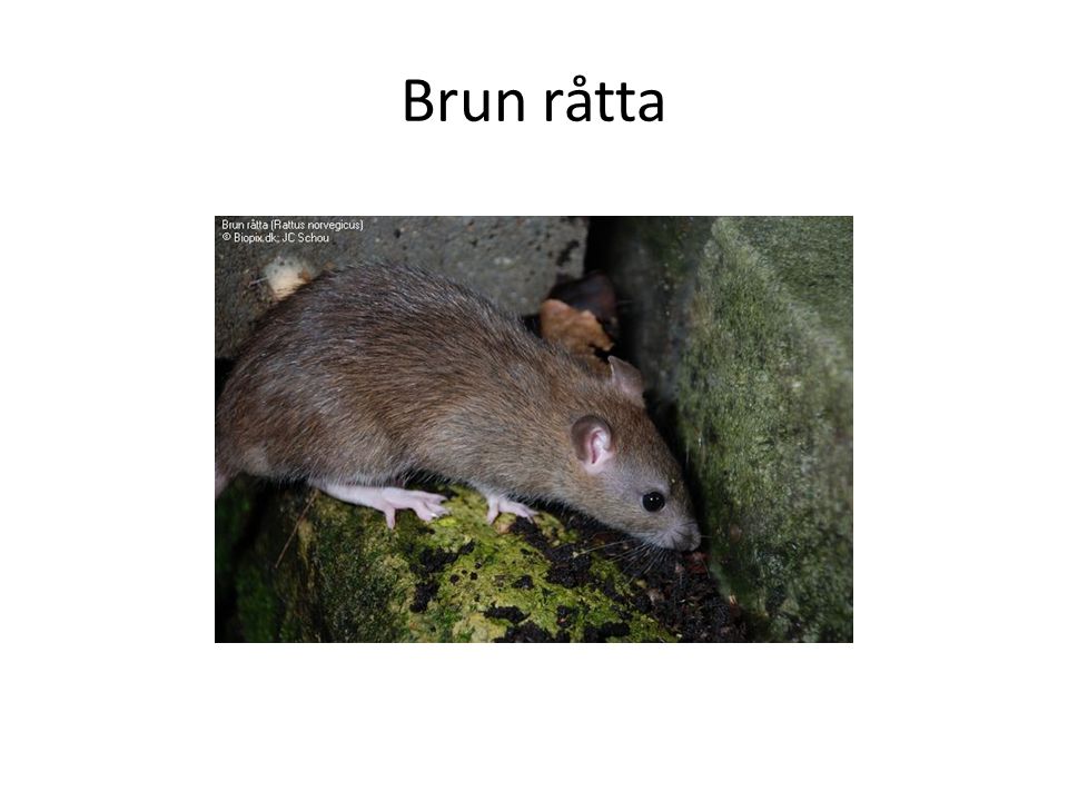 Brun råtta